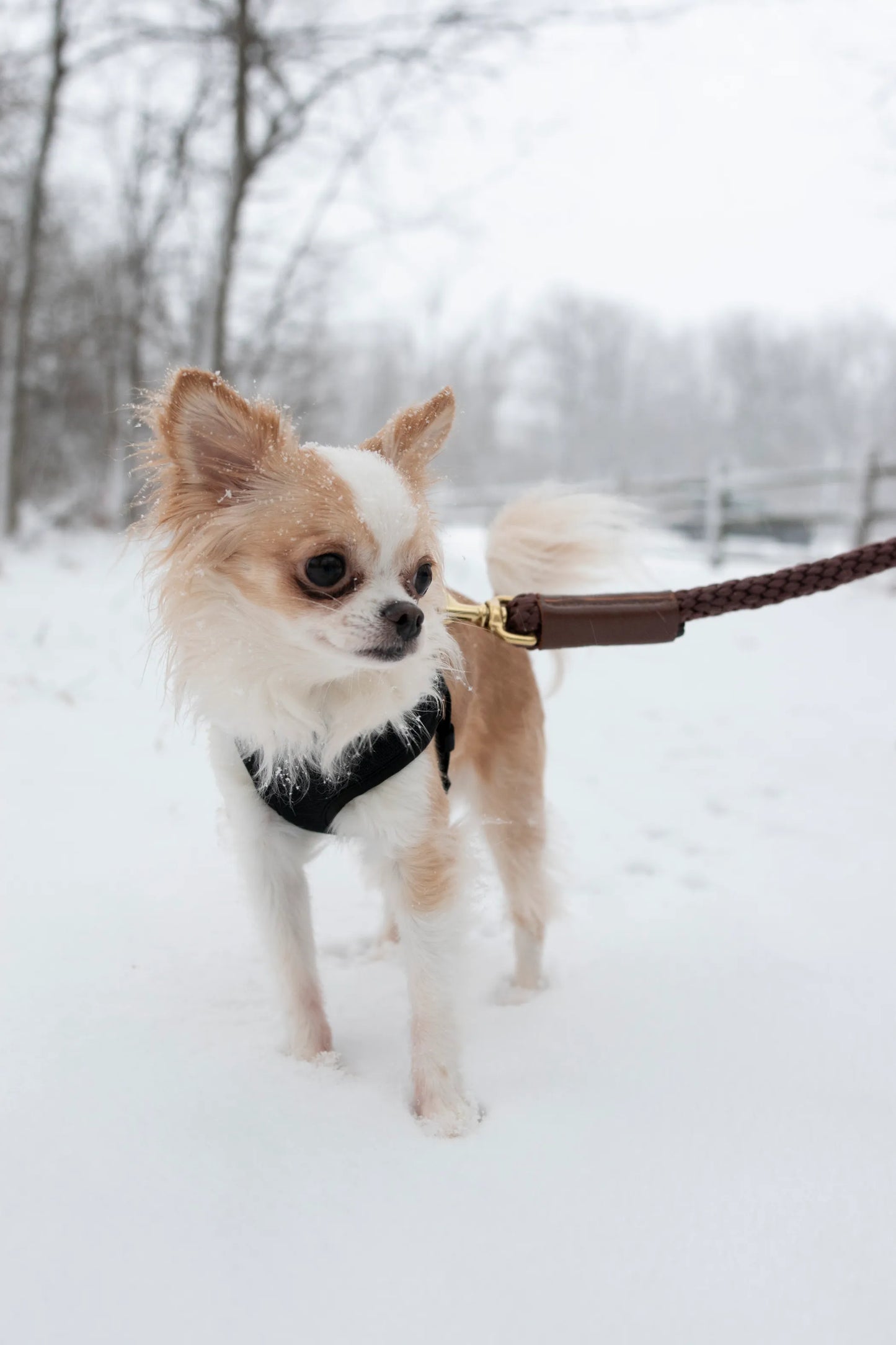 Rope Leash